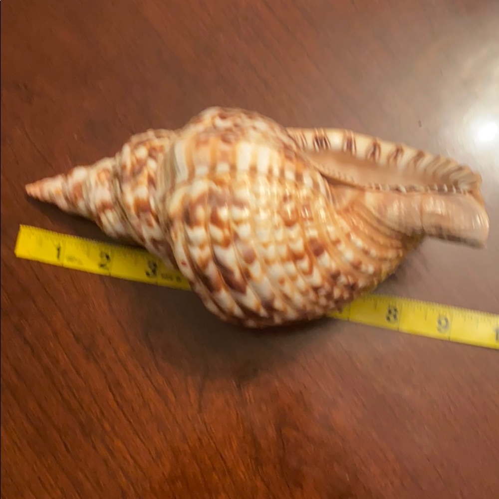 7 Sea Shell - Picture 11 of 11